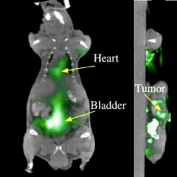 Tumor imaging by Cerenkov Luminescence Tomography. Reconstructed Cerenkov  luminescence tomography images fused with the computed tomography image of  mouse. On the left,  heart and bladder. On the right,  cross-section revealing the presence  of  a tumor.