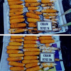 Genetically modified corn ears are less affected by the pest. While the original corn (top) is greatly affected, the genetically modified version (bottom) is essentially unharmed by this pest. The genetically modified corn contains a gene from a naturally occurring soil bacterium, which leads to a specific protein which kills target insects such as the corn borer and other pests.