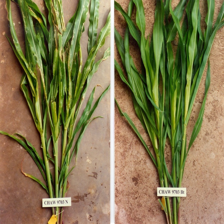 Genetically modified corn leaves are not affected by the pest. The pest problem can be solved by genetic manipulation, as this side-by-side comparison shows. The benefit/risk assessment, however, has to be made by the informed public, as the decision for or against the use of genetically modified crops affects everybody.
