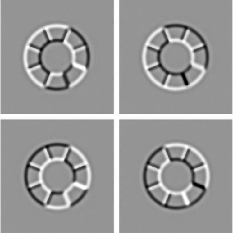 Are these images convex or concave?  Examples of the pictures used by Mamassian and coworkers in the experiment where subjects were asked to interpret a 2D image as a 3D object. Surprisingly, our preferred lighting direction is not directly above our heads, but rather slightly shifted to the left [1, 2]. A first hint of this left preference came from art: for over two millennia painters have tended to light their scenes with a left lighting direction, with examples from Roman mosaics, to Renaissance, Baroque and Impressionism [1]. Some experiments by Mamassian and Goutcher have reinforced this idea [2]. According to Mamassian, �although surprisingly robust across observers, the origin of this left bias is still largely a mystery. It is difficult to explain it from an ecological point of view,� like the explanation that light is coming from above because the sun is above our heads, �and as such it challenges the view that we have evolved optimally for our environment.�