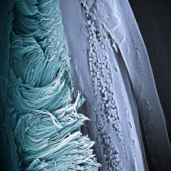 Arrays of keratin nanofibers. A close up of a Fairy Penguin�s feather barb. The keratin nanofibers produce the characteristic non-iridescent blue color by coherent light scattering and constitute a novel morphology for feathers.