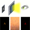 Peeking through turbid media. The top of the figure shows a sketch of the experiment: thanks to an SLM, it is possible to reconstruct the image of an object (the letter A) illuminated with standard illumination and hidden behind a turbid medium. The three images in the bottom row respectively show the direct image of the object, the image after the turbid medium where no reconstruction technique is applied, and, finally, the reconstructed image using the SLM (left to right).