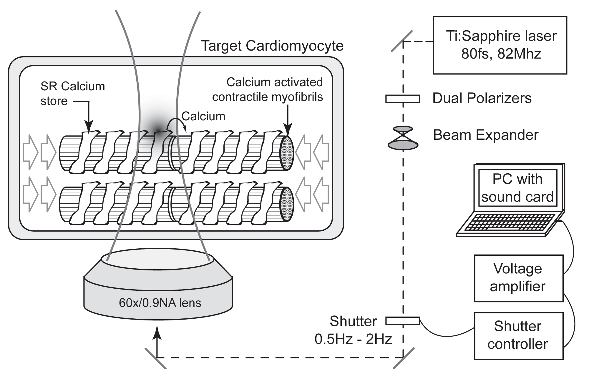Schematics of the experimental setup.