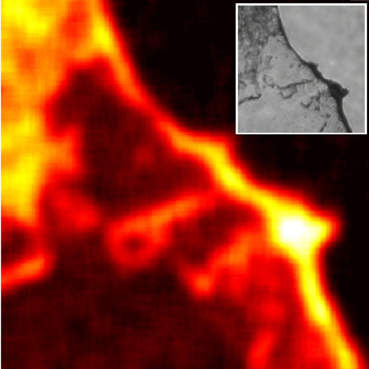 Thermal nanoimage. By illuminating with a laser a surface where gold nanorods are unevenly placed, sharp temperature gradients can be created on microscopic scales. Here such gradients are measured on a 30x30 microns area. The temperature varies between 24�(black) and 31� (yellow). Inset: microscope image of the same area where the nanorod density can be seen.