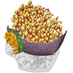 Reconstruction of a synapse. A 3D representation of the presynaptic neuron. The yellow spheres are the vesicles filled with neurotransmitter. The different types of filaments are in red and blue, the membranes of the presynaptic and postsynaptic neuron are in purple, and the synapse is in green. The postsynaptic neuron cotent is represented in dark yellow.