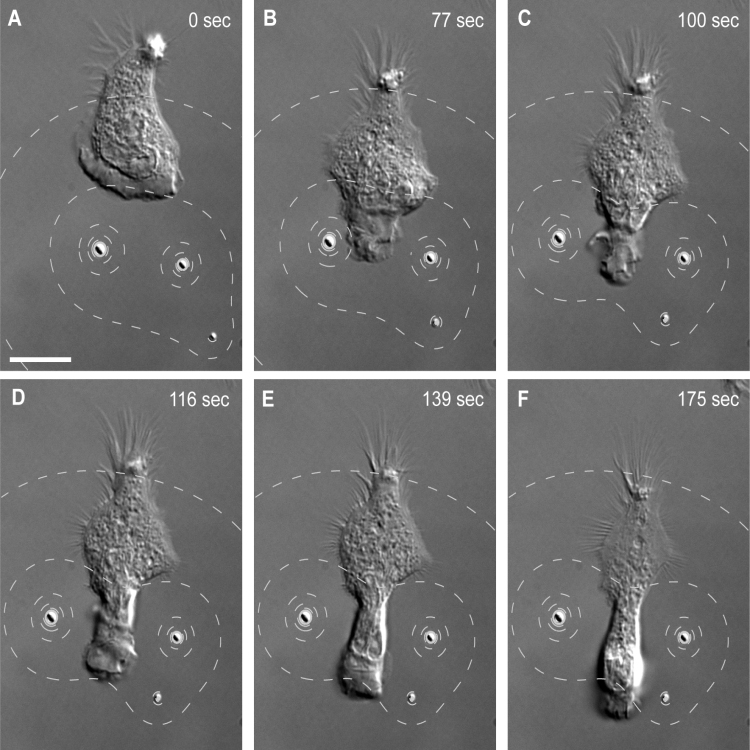 Neutrophil repelled by two microbeads. A migrating neutrophil squeezes in between two microbeads loaded with a repulsive chemical.