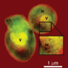 An x-ray view on a yeast cell. By employing lensless x-ray diffraction microscopy, this image of a group of yeast cells has been acquired with a resolution of ten nanometers -- approximately the length of 50 water molecules in a row. This is the highest resolution ever obtained with this method for biological samples. In this image the letters represent possible structures of the cell, such as vacuoles (V), mitochondria (M), and nucleus (N).